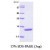 SDS-Page: IL3RB Protein [NBC1-18483] - mGM-CSF, 14 kDa (125 aa), confirmed by MALDI-TOF with a purity of 95% by SDS - PAGE